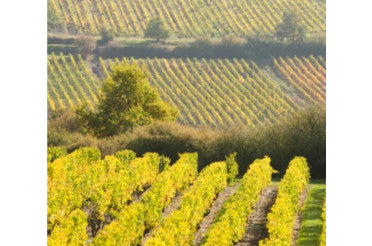 Château de Villeneuve Saumur & Saumur Champigny 2018 2019 & 2020
