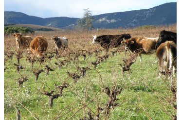 Domaine Léon Barral à Faugères nouveaux millésimes 2018 et 2019