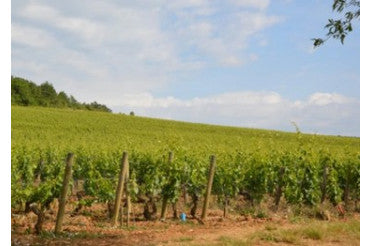 Avec quoi accorder un Chambolle-Musigny ? Nos idées d’accords raffinés