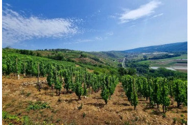Quel plat avec une Côte-Rôtie ? Nos meilleurs accords mets & vins