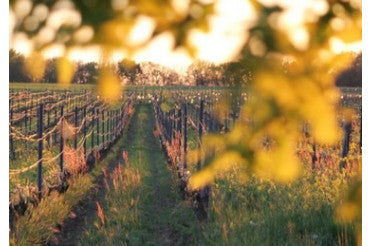 Quels plats avec un vin de Gaillac ? Nos meilleurs accords mets & vins du Sud-Ouest