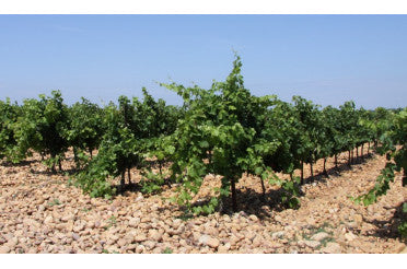 Clos des Papes : Nouveaux Millésimes 2019 et 2020