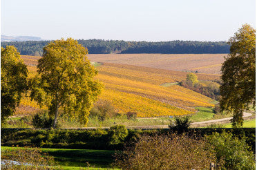 Domaine Pattes Loups Thomas Pico : Réservation cuvées Vent d'Ange et Chablis 1ers crus 2021 et 2022