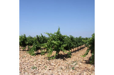 Clos du Caillou Nouveaux millésimes 2020 2021 et 2022