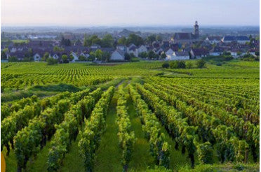 Avec quoi boire un vin de Marsannay ? Nos meilleurs accords mets & vins