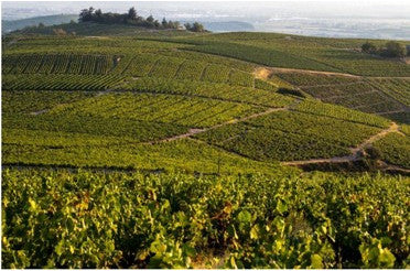 Que manger avec un Morgon ? Les meilleurs accords mets & vins pour ce cru du Beaujolais