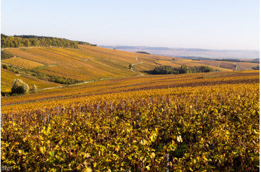 Accord Mets et Vins : Que Manger avec un Chablis ?