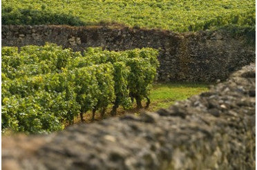 Quels plats avec un Sauternes ? Les meilleurs accords mets & vins avec ce grand liquoreux de Bordeaux