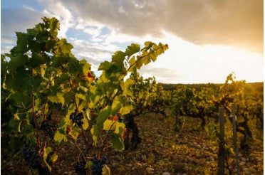 Le Clos du Caillou : nouveau millésime 2019