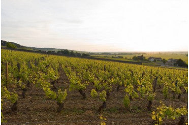 Quel plat avec un Volnay ? Les meilleurs accords mets & vins avec ce Pinot Noir de Bourgogne