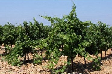 Domaine de Ferrand Nouveaux millésimes 2020 et 2021