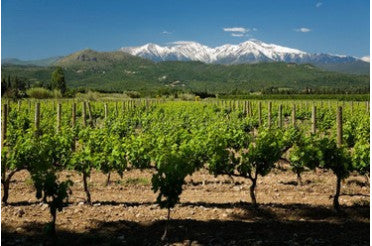Domaine Blanc Plume, Belle découverte du Roussillon !