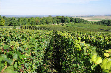 Le cycle de la vigne : comprendre les étapes clés de la vigne au fil des saisons