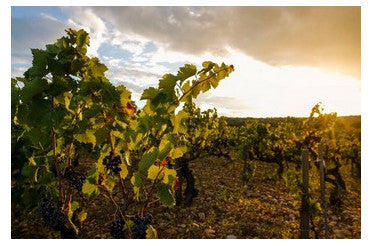 Offre de réservation Clos des Papes rouge 2023, blanc 2024 et Petit Vin d’Avril rouge et blanc
