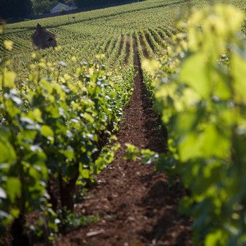 Chapelle-Chambertin Grand Cru