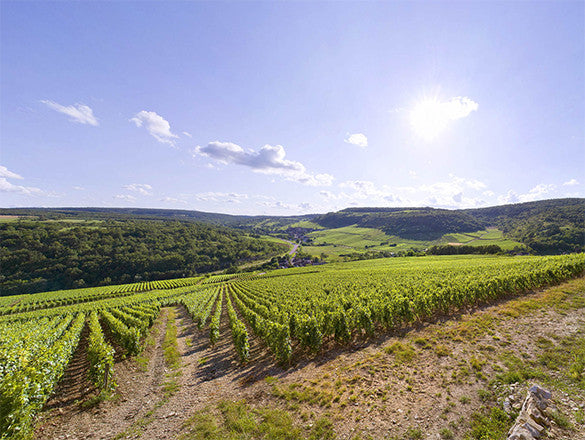 AOC Saint Aubin 1er cru