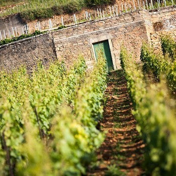 Puligny Montrachet