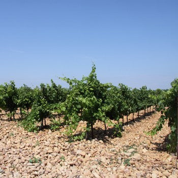 AOC Côtes Du Rhône
