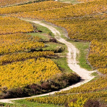Domaine Pattes Loup Thomas Pico