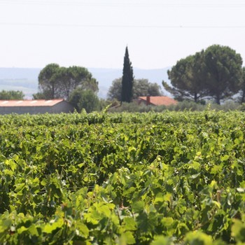 AOC Faugères