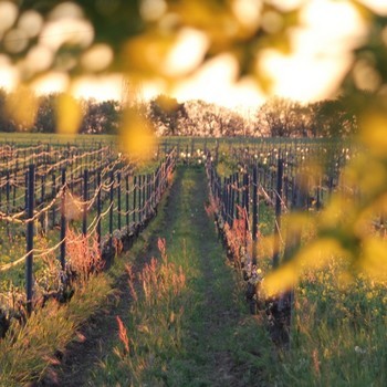 AOC Gaillac doux