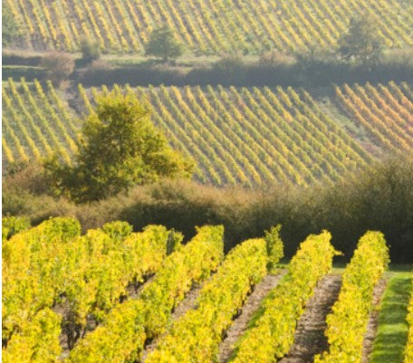 Domaine Ogereau