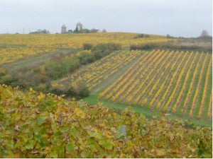 Domaine Patrick Baudouin