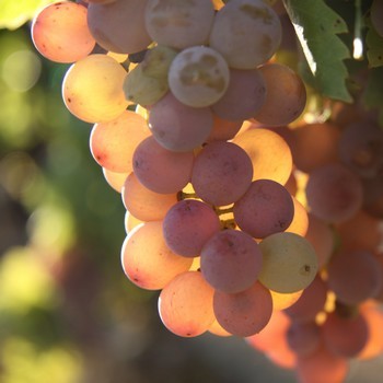 AOC Echezeaux Grand cru