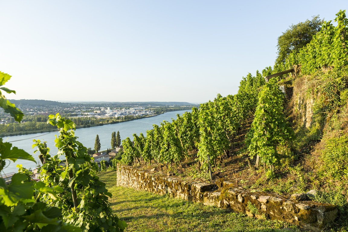 IGP Les Vignobles de Seyssuel
