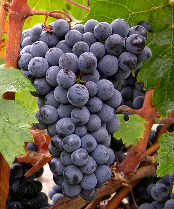 Le Cabernet franc