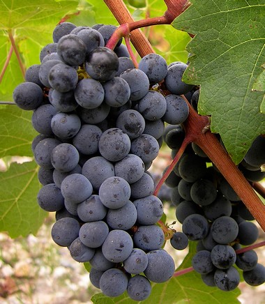 Cabernet sauvignon.jpg