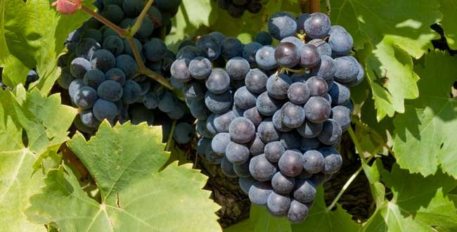 Le grenache noir