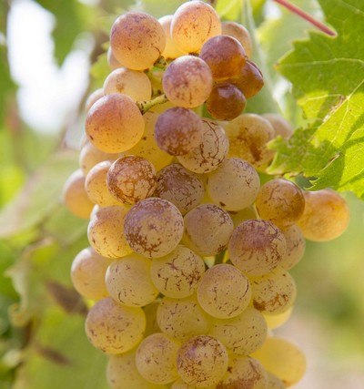 Muscat à petits grains