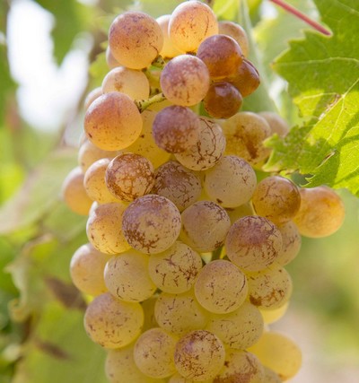 Muscat à petits grains