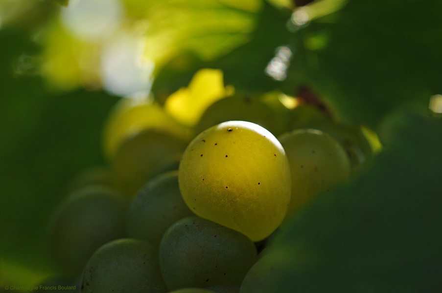 cépage chardonnay