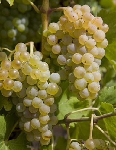 Le Grenache blanc