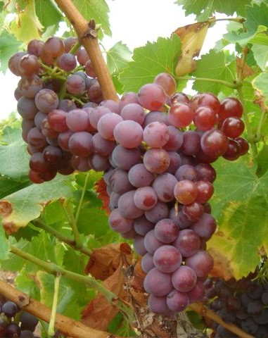 Grenache gris