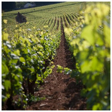 AOC Latricières-Chambertin Grand cru