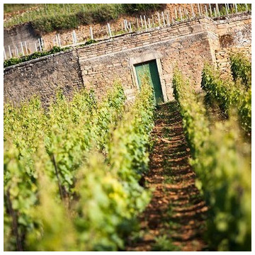 AOC Chassagne Montrachet villages