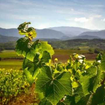 AOC Blanquette de Limoux