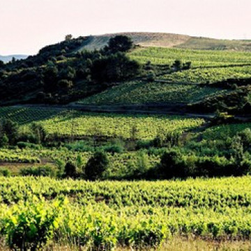 AOC Minervois – Rouges, rosés et blancs du Languedoc