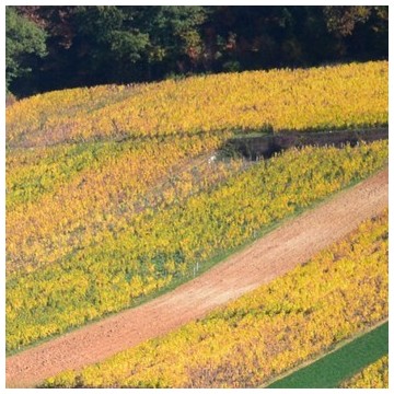 AOC Corton-Charlemagne Grand cru