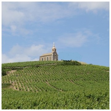 Domaine des Terres dorées