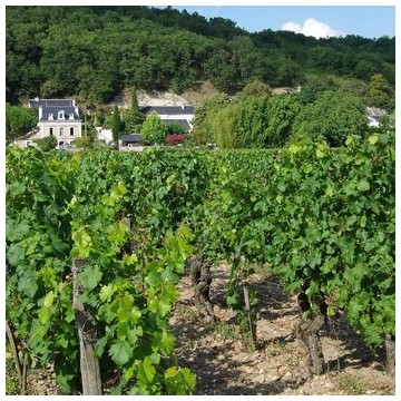 Domaine Bernard Baudry