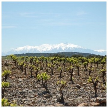 Domaine Bertrand Bergé