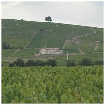 Domaine Jean Marc Burgaud