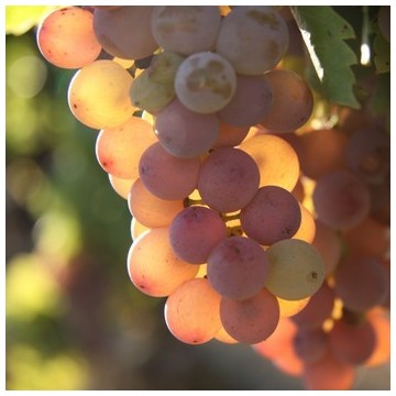 Château Haut Bergeron Sauternes