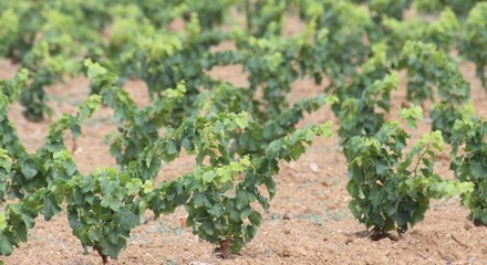 Planète vin, grands vins de France