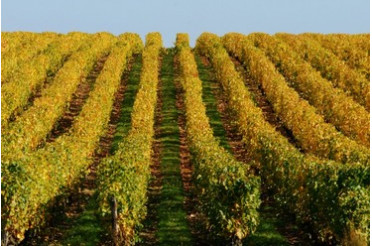 Avec quoi accorder un Quarts de Chaume ? Nos idées pour sublimer ce Grand Cru liquoreux
