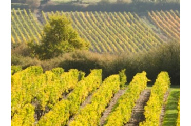 Les principaux cépages de la Vallée de la Loire : Cabernet franc, Sauvignon, Chenin et gamay